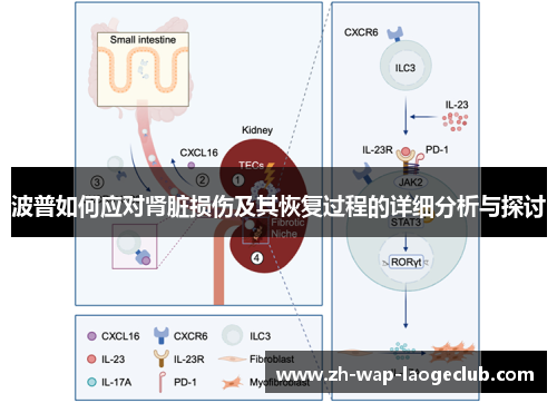 波普如何应对肾脏损伤及其恢复过程的详细分析与探讨